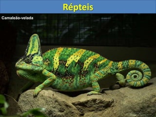 Répteis
Camaleão-velada
 