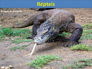 Répteis
Dragão de Komodo
 