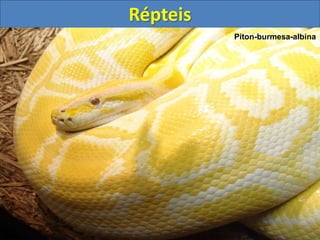 Répteis
Píton-burmesa-albina
 