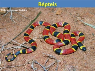 Répteis
Cobra-coral-verdadeira
 