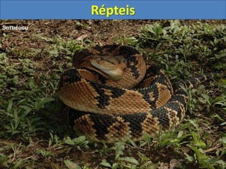 Répteis
Surucucu
 