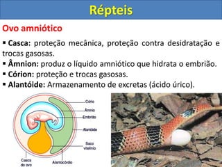 Ovo amniótico
 Casca: proteção mecânica, proteção contra desidratação e
trocas gasosas.
 Âmnion: produz o líquido amniótico que hidrata o embrião.
 Córion: proteção e trocas gasosas.
 Alantóide: Armazenamento de excretas (ácido úrico).
Répteis
 
