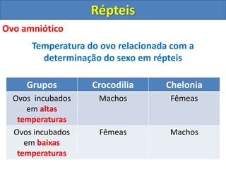 Ovo amniótico
Temperatura do ovo relacionada com a
determinação do sexo em répteis
Répteis
Grupos Crocodilia Chelonia
Ovos incubados
em altas
temperaturas
Machos Fêmeas
Ovos incubados
em baixas
temperaturas
Fêmeas Machos
 