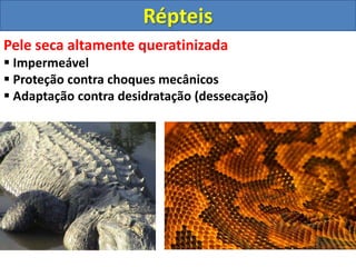Pele seca altamente queratinizada
 Impermeável
 Proteção contra choques mecânicos
 Adaptação contra desidratação (dessecação)
Répteis
 