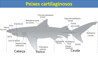 Peixes cartilaginosos
 