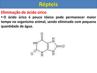 Eliminação de ácido úrico
 O ácido úrico é pouco tóxico pode permanecer maior
tempo no organismo animal, sendo eliminado com pequena
quantidade de água.
Répteis
 