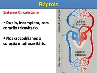 Sistema Circulatório
 Duplo, incompleto, com
coração tricavitário.
 Nos crocodilianos o
coração é tetracavitário.
Répteis
 