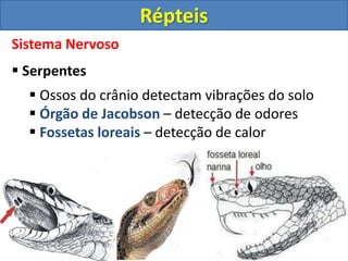 Sistema Nervoso
 Serpentes
 Ossos do crânio detectam vibrações do solo
 Órgão de Jacobson – detecção de odores
 Fossetas loreais – detecção de calor
Répteis
 