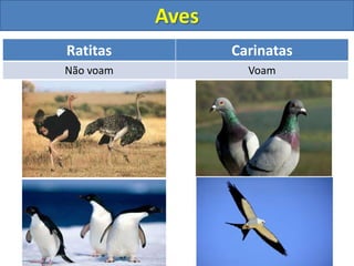 Aves
Ratitas Carinatas
Não voam Voam
 