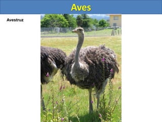 Aves
Avestruz
 