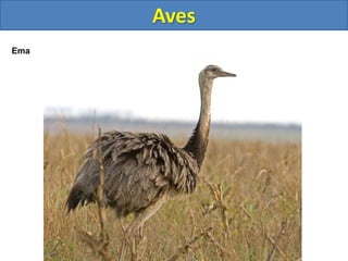 Aves
Ema
 