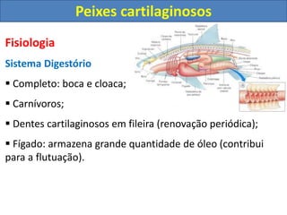 Fisiologia
Sistema Digestório
 Completo: boca e cloaca;
 Carnívoros;
 Dentes cartilaginosos em fileira (renovação periódica);
 Fígado: armazena grande quantidade de óleo (contribui
para a flutuação).
Peixes cartilaginosos
 
