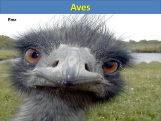 Aves
Ema
 
