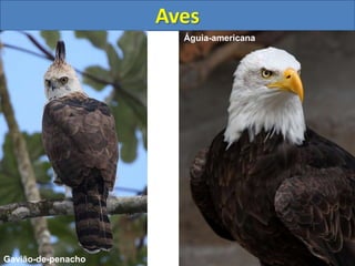 Aves
Gavião-de-penacho
Águia-americana
 