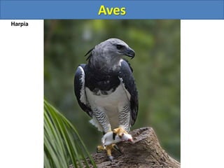 Aves
Harpia
 