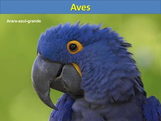 Aves
Arara-azul-grande
 