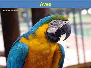 Aves
Arara-canindé
 