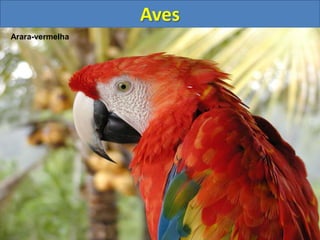 Aves
Arara-vermelha
 
