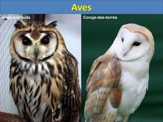 Aves
oruja-orelhuda Coruja-das-torres
 