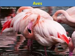 Aves
Flamingo-chileno
 