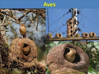 Aves
João-de-barro
 