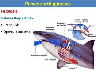 Fisiologia
Sistema Respiratório
 Branquial;
 Opérculo ausente.
Peixes cartilaginosos
 