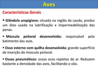 Características Gerais
 Glândula uropigiana: situada na região da cauda, produz
um óleo usado na lubrificação e impermeabilização das
penas.
 Músculo peitoral desenvolvido: responsável pelo
batimento das asas.
 Osso esterno com quilha desenvolvida: grande superfície
de inserção do músculo peitoral.
 Ossos pneumáticos: ossos ocos repletos de ar. Reduzem
bastante a densidade das aves, facilitando o vôo.
Aves
 