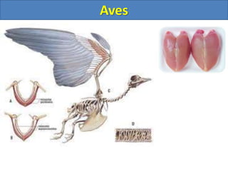 Aves
 