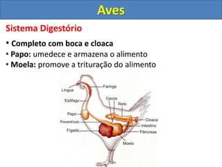 Sistema Digestório
• Completo com boca e cloaca
• Papo: umedece e armazena o alimento
• Moela: promove a trituração do alimento
Aves
 