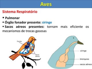 Sistema Respiratório
 Pulmonar
 Órgão fonador presente: siringe
 Sacos aéreos presentes: tornam mais eficiente os
mecanismos de trocas gasosas
Aves
 