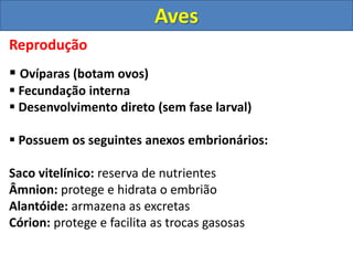 Reprodução
 Ovíparas (botam ovos)
 Fecundação interna
 Desenvolvimento direto (sem fase larval)
 Possuem os seguintes anexos embrionários:
Saco vitelínico: reserva de nutrientes
Âmnion: protege e hidrata o embrião
Alantóide: armazena as excretas
Córion: protege e facilita as trocas gasosas
Aves
 