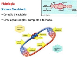 Fisiologia
Sistema Circulatório
 Coração bicavitário;
 Circulação: simples, completa e fechada.
 