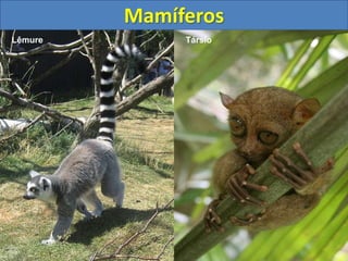 Mamíferos
Társio
Lêmure
 