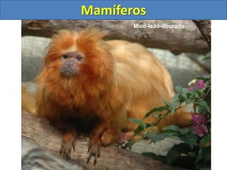 Mamíferos
Mico-leão-dourado
 