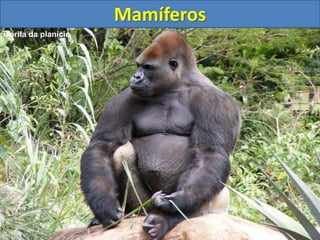 Mamíferos
Gorila da planície
 