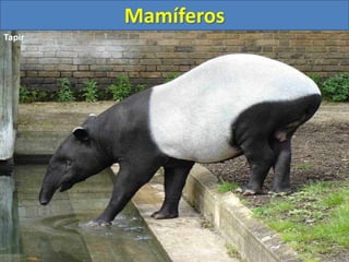 Mamíferos
Tapir
 