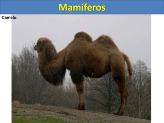 Mamíferos
Camelo
 