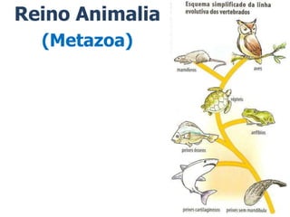 Reino Animalia
(Metazoa)
 