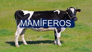 MAMÍFEROS
 
