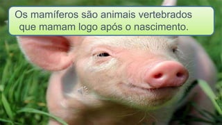 Os mamíferos são animais vertebrados
que mamam logo após o nascimento.
 
