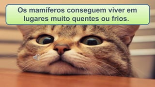 Os mamíferos conseguem viver em
lugares muito quentes ou frios.
 