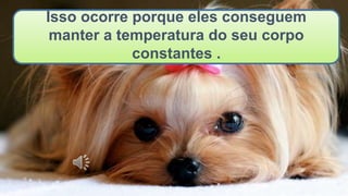 Isso ocorre porque eles conseguem
manter a temperatura do seu corpo
constantes .
 