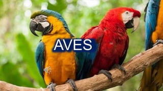 AVES
 