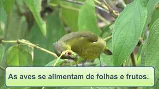 As aves se alimentam de folhas e frutos.
 