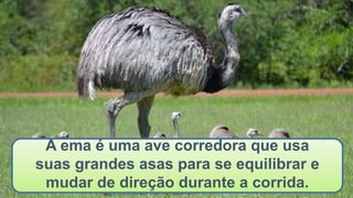 A ema é uma ave corredora que usa
suas grandes asas para se equilibrar e
mudar de direção durante a corrida.
 