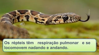Os répteis têm respiração pulmonar e se
locomovem nadando e andando.
 