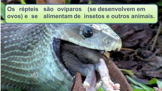 Os répteis são ovíparos (se desenvolvem em
ovos) e se alimentam de insetos e outros animais.
 