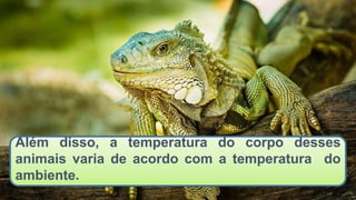 Além disso, a temperatura do corpo desses
animais varia de acordo com a temperatura do
ambiente.
 