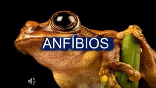 ANFÍBIOS
 