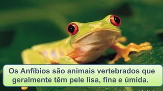 Os Anfíbios são animais vertebrados que
geralmente têm pele lisa, fina e úmida.
 